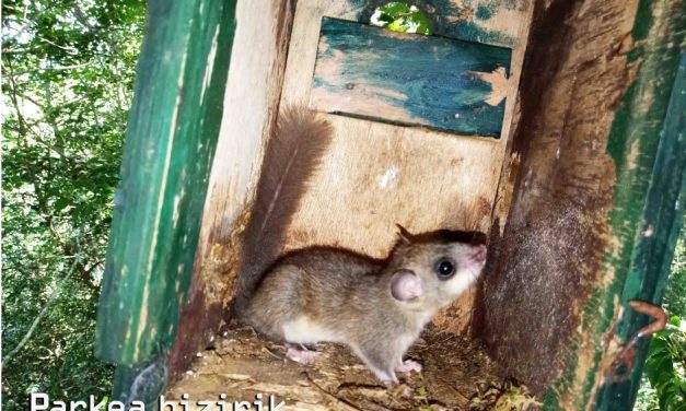 El lirón gris, listo para hibernar en las cajas nido de Astigarraga