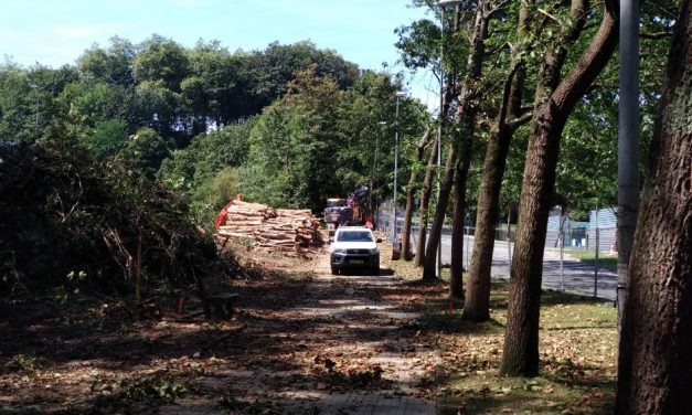 La tala de Marrutxipi es una «acción contra el medio ambiente», denuncia Elkarrekin Donostia