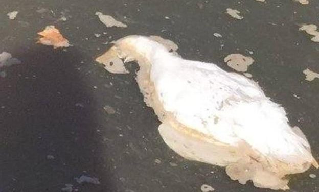 Los patos muertos en el Urumea y Cristina Enea no tenían gripe aviar